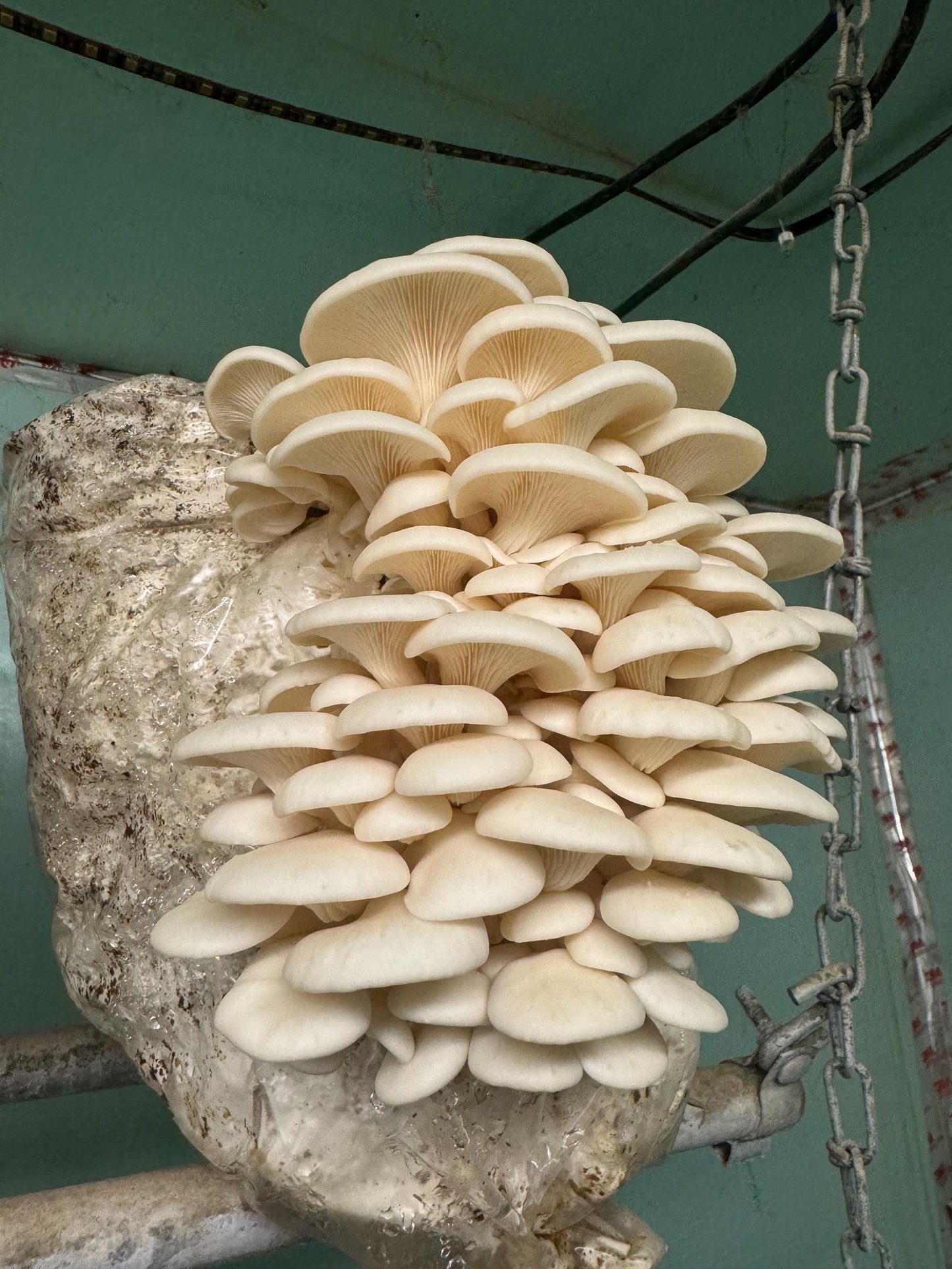 Our Gourmet & Functional Mixed Dried Mushroom (Lions Mane, Maitake, Shiitake, Oyster, Chestnut, Enoki) add to soup, crooks, whatever!