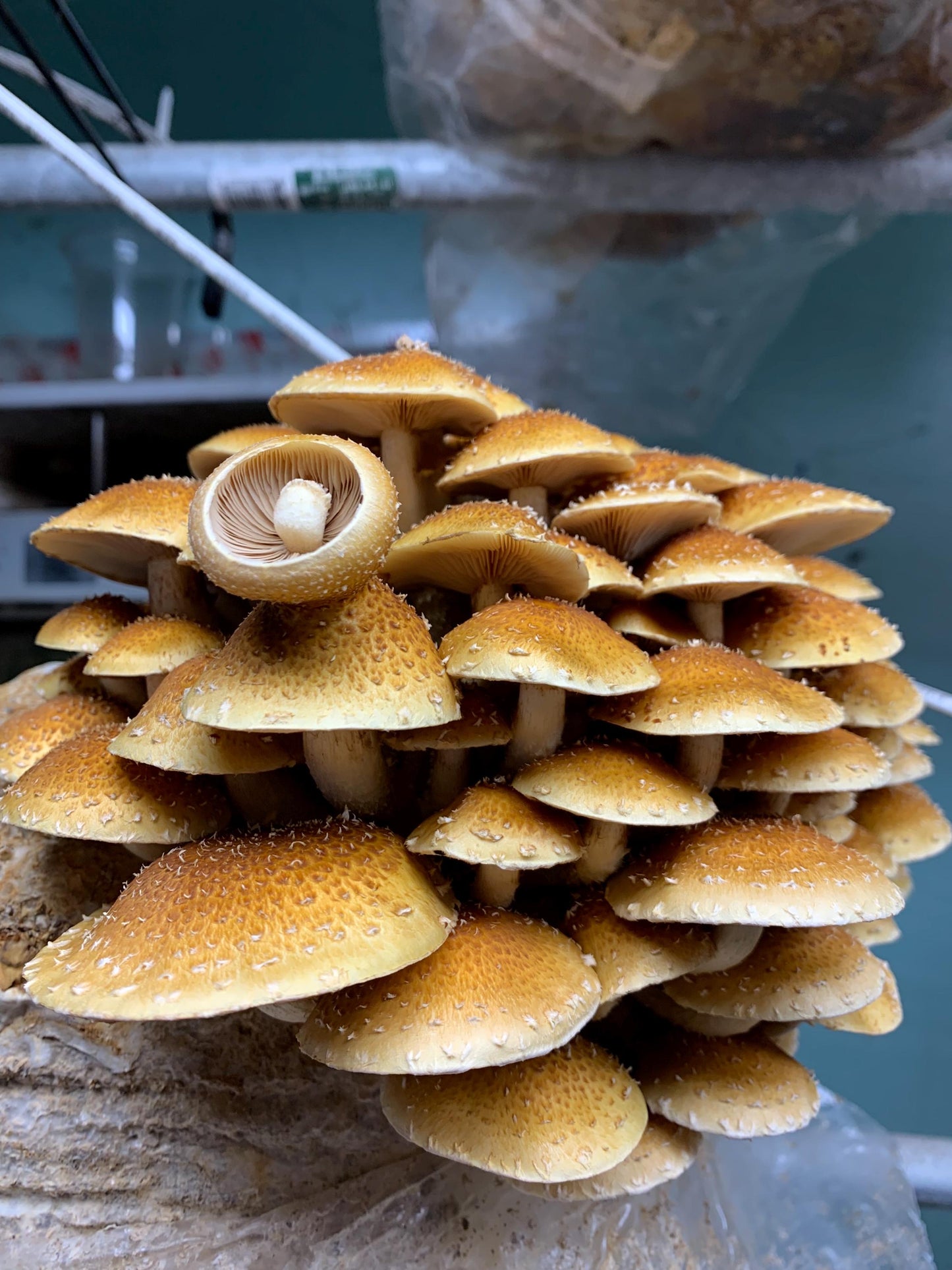 Our Gourmet & Functional Mixed Dried Mushroom (Lions Mane, Maitake, Shiitake, Oyster, Chestnut, Enoki) add to soup, crooks, whatever!