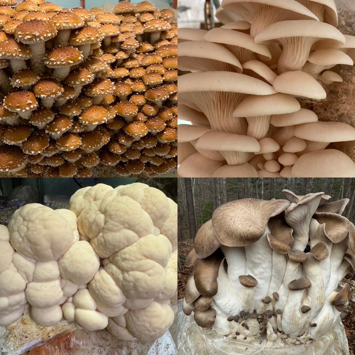 Our Gourmet & Functional Mixed Dried Mushroom (Lions Mane, Maitake, Shiitake, Oyster, Chestnut, Enoki) add to soup, crooks, whatever!
