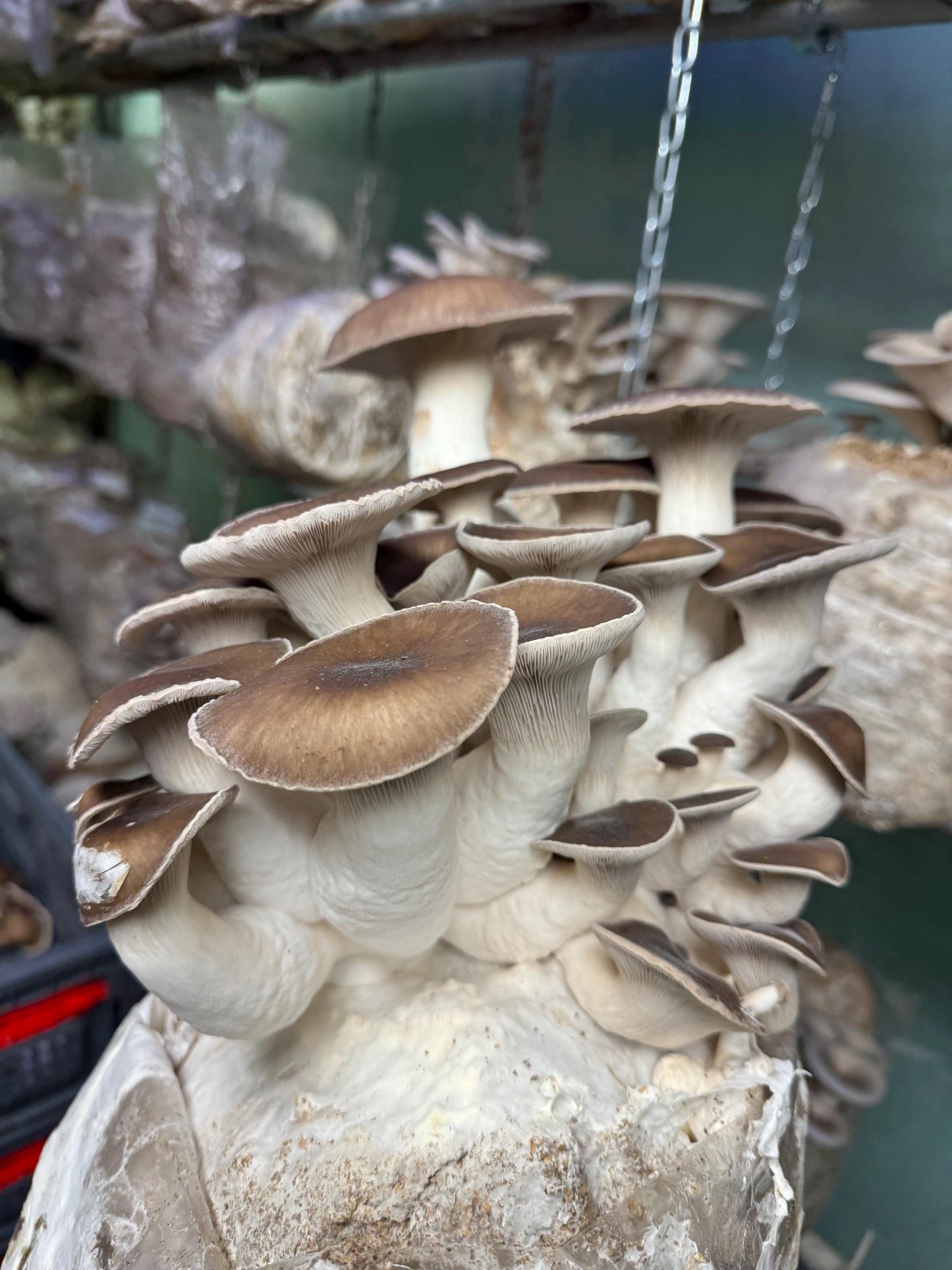 Our Gourmet & Functional Mixed Dried Mushroom (Lions Mane, Maitake, Shiitake, Oyster, Chestnut, Enoki) add to soup, crooks, whatever!