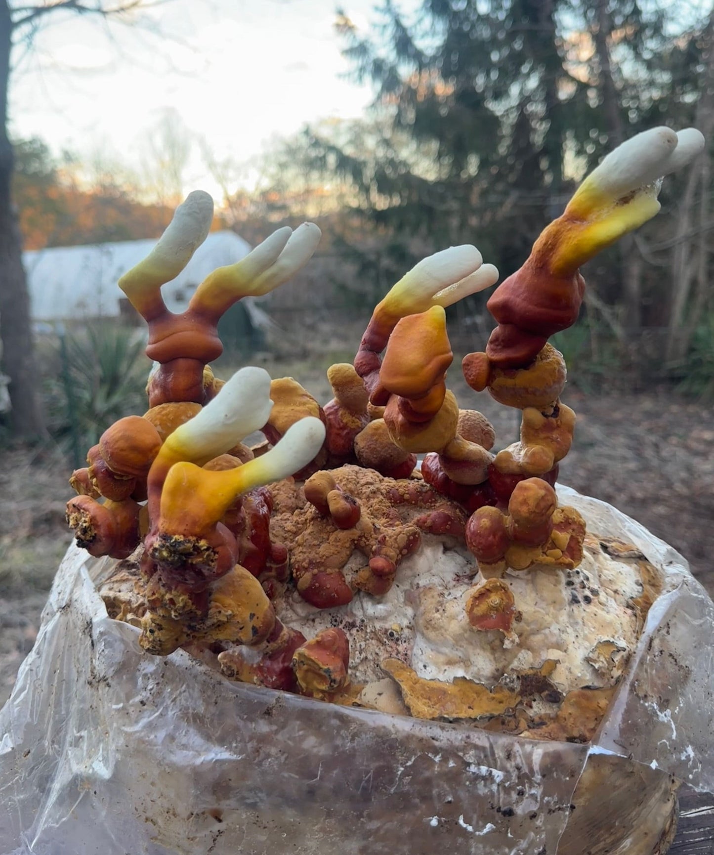 Reishi Mushroom Herbal Tea: Mountain Mint, Chamomile, Calendula