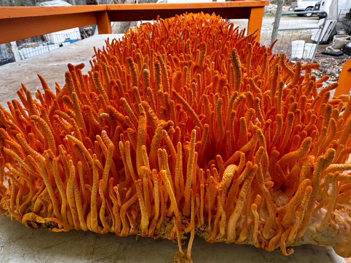 Cordyceps militaris 10X Extract powder/ Whole Fruiting Body/ No fillers /Appalachian Grown