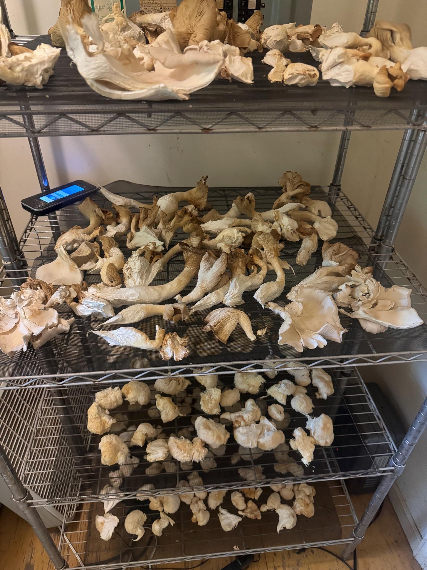 Bulk Gourmet Mixed Dried Mushrooms, USA Grown Blend (Lion's Mane, Oyster, King, Shiitake, Chestnut…)