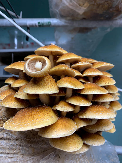 Our Gourmet & Functional Mixed Dried Mushroom (Lions Mane, Maitake, Shiitake, Oyster, Chestnut, Enoki) add to soup, crooks, whatever!