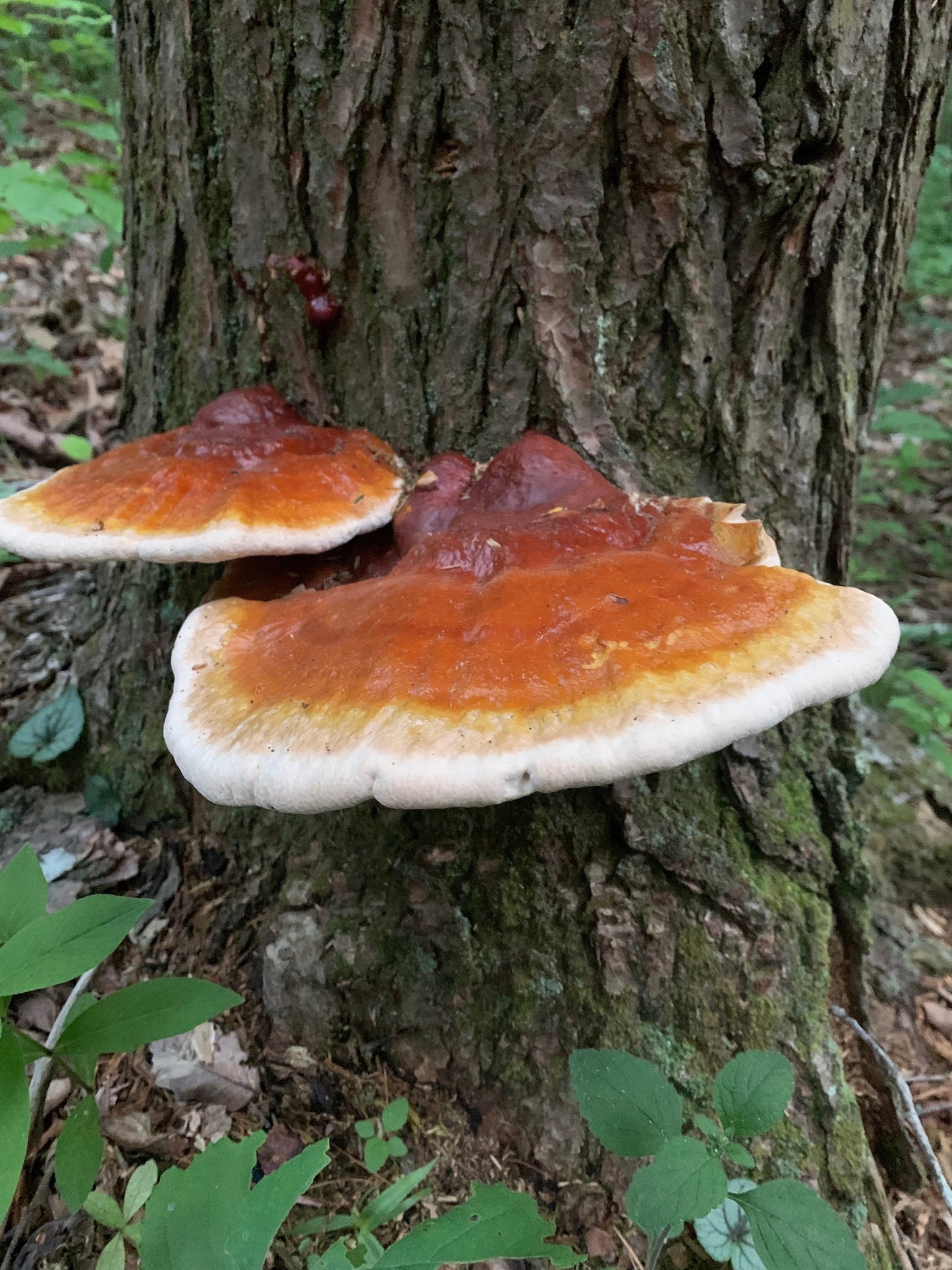 Dried Reishi Mushroom Granules for Tea “the mushroom of immortality”
