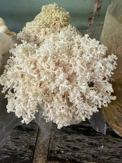 Coral Tooth Fungus Liquid Culture – Appalachian Wild Hericium coralloides Specimen