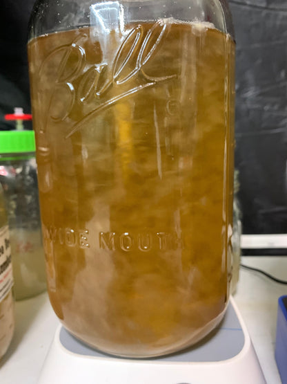 Appalachian Lion's Mane “Super Tooth” Liquid Culture – Farm Tested Hericium erinaceus