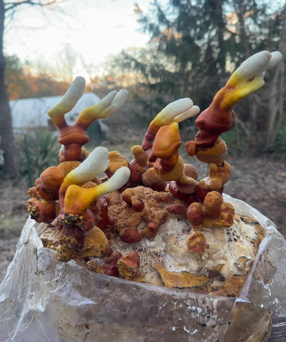Reishi Mushroom Herbal Tea: Mountain Mint, Chamomile, Calendula