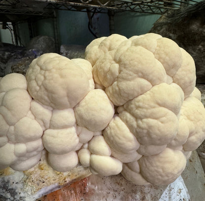Instant Mushroom Coffee: Lions Mane, Reishi, Cordyceps & Turkey Tail