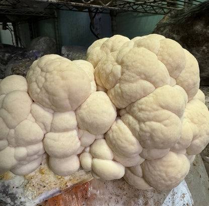 Medicinal Mushroom Extract Powder: Lions Mane, Shiitake, Oyster, Maitake