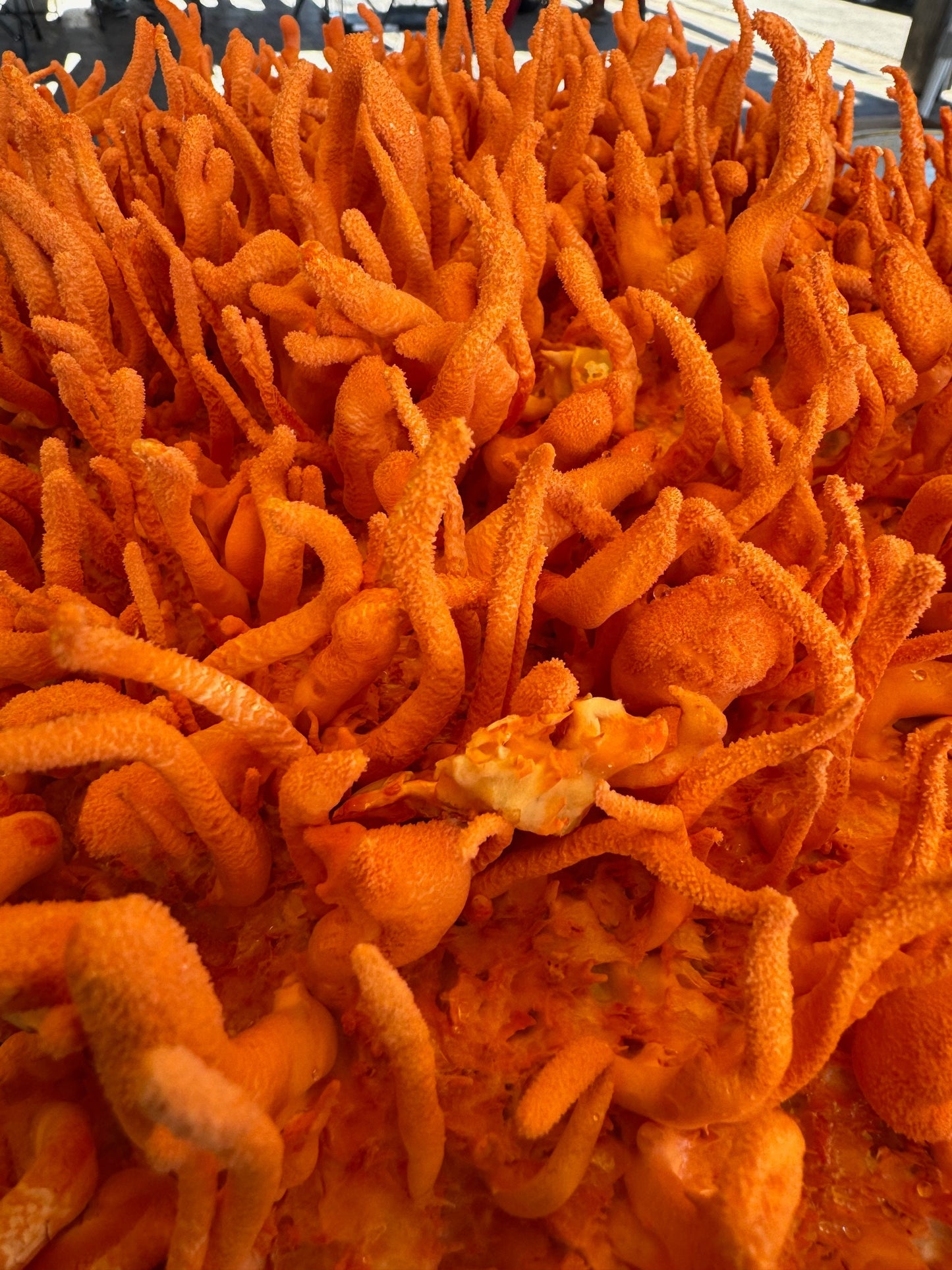 Cordyceps militaris 10X Extract powder/ Whole Fruiting Body/ No fillers /Appalachian Grown