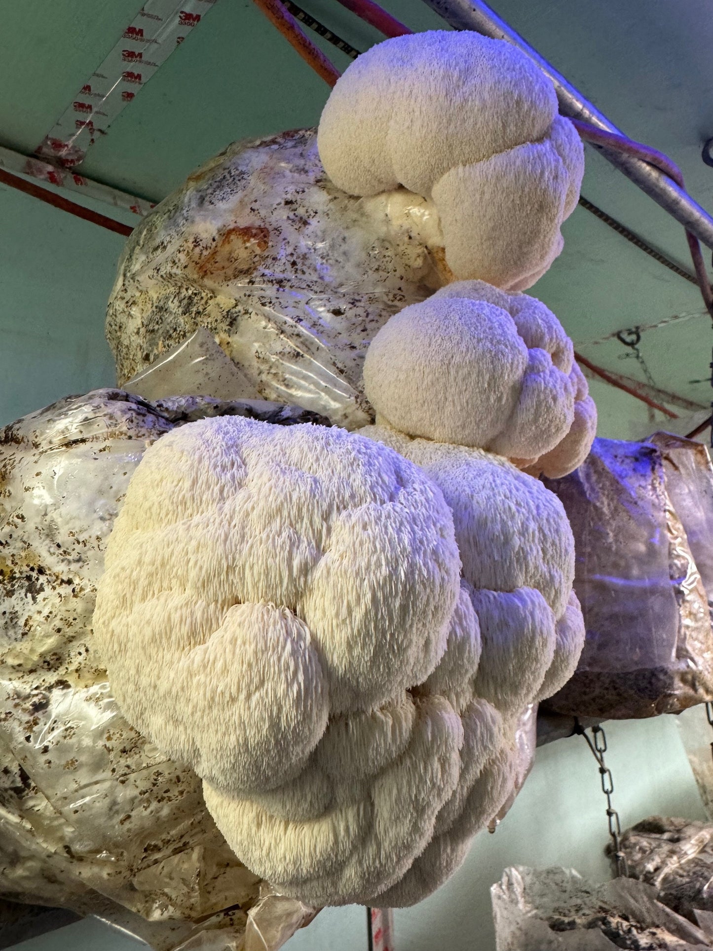 Medicinal Mushroom Extract Powder: Lions Mane, Shiitake, Oyster, Maitake