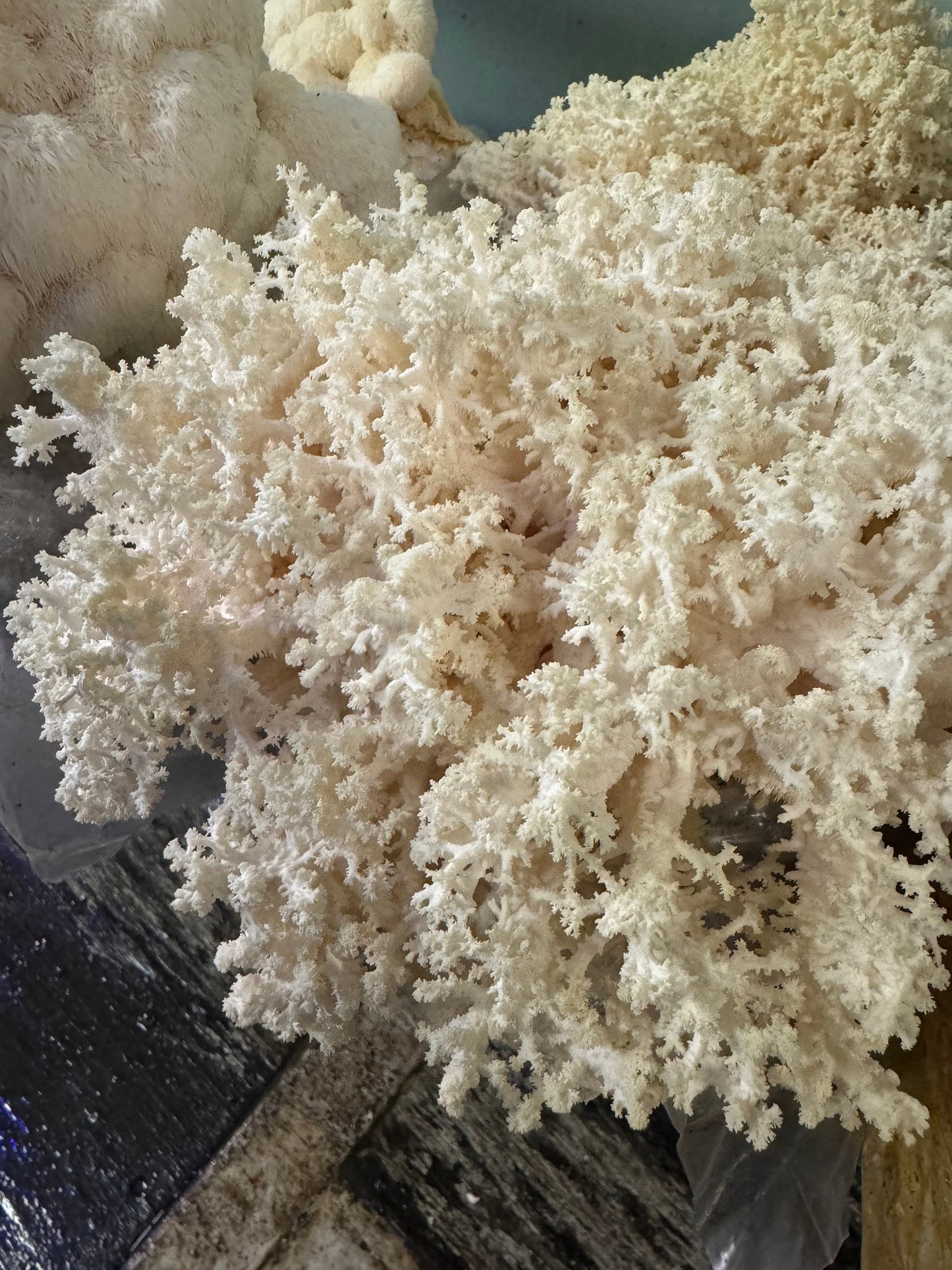 Coral Tooth Fungus Liquid Culture – Appalachian Wild Hericium coralloides Specimen