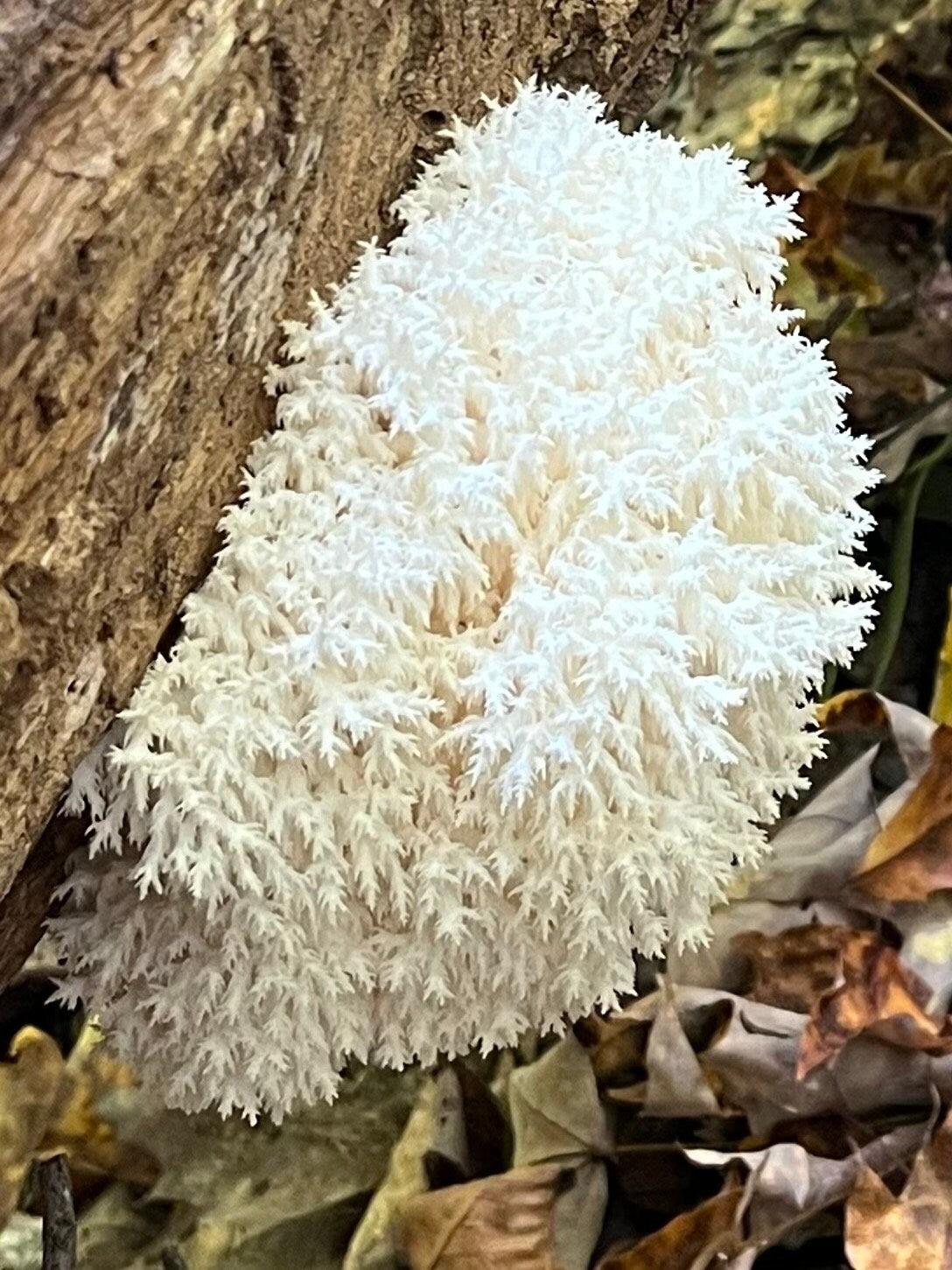 Coral Tooth Fungus Liquid Culture – Appalachian Wild Hericium coralloides Specimen