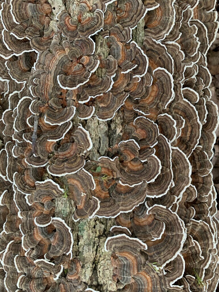 Turkey Tail Mushroom Liquid Culture Syringe - Appalachian Wild Specimen