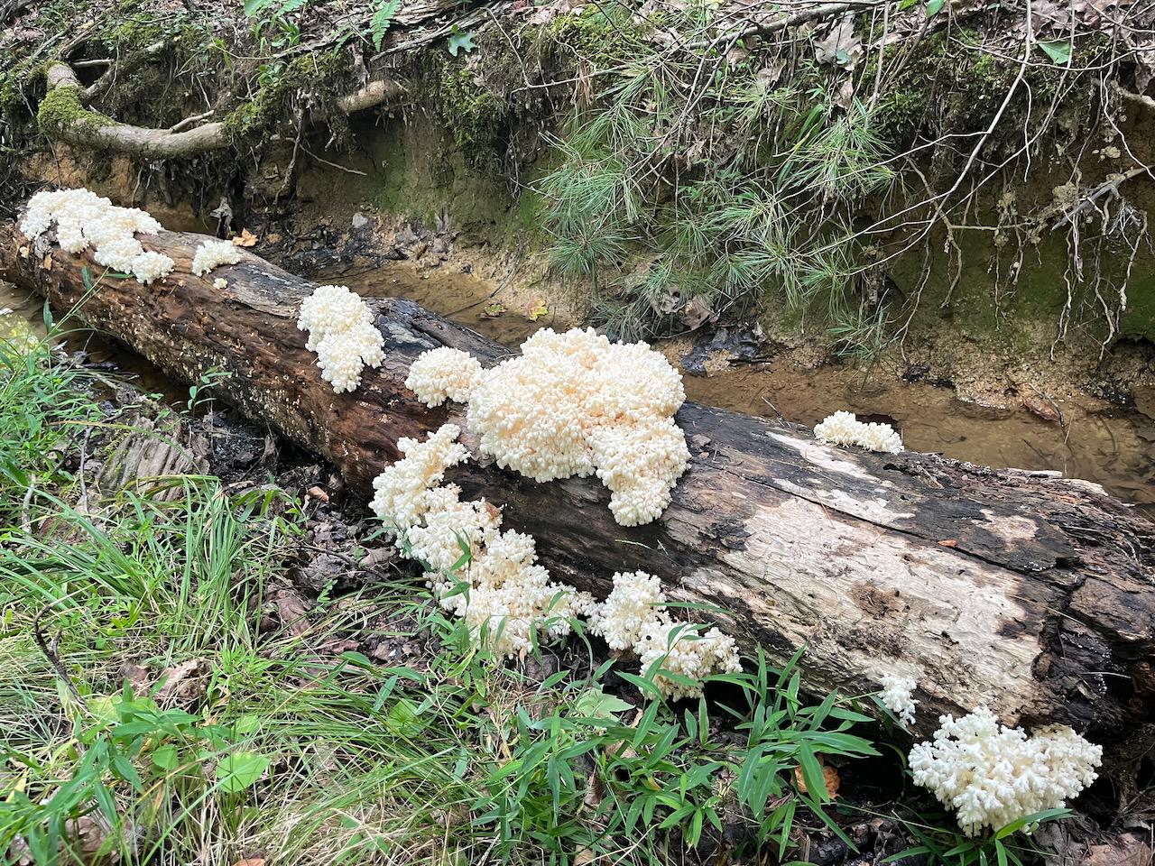 Coral Tooth Fungus Liquid Culture – Appalachian Wild Hericium coralloides Specimen