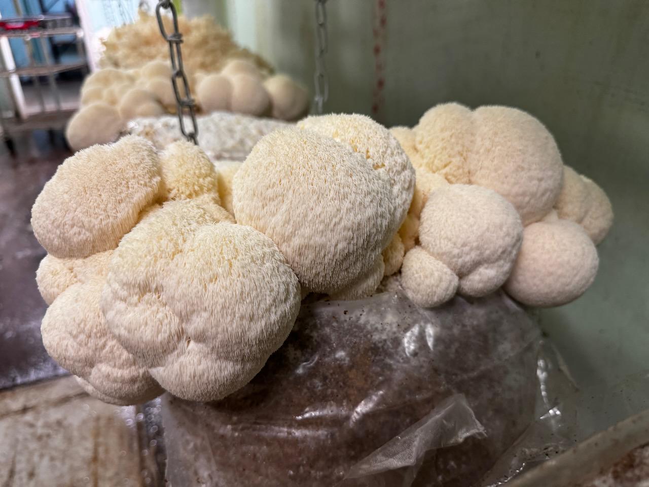 Appalachian Wild Lion's Mane Liquid Culture - Hericium erinaceus LC Syringe