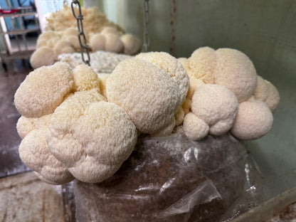 Appalachian Wild Lion's Mane Liquid Culture - Hericium erinaceus LC Syringe