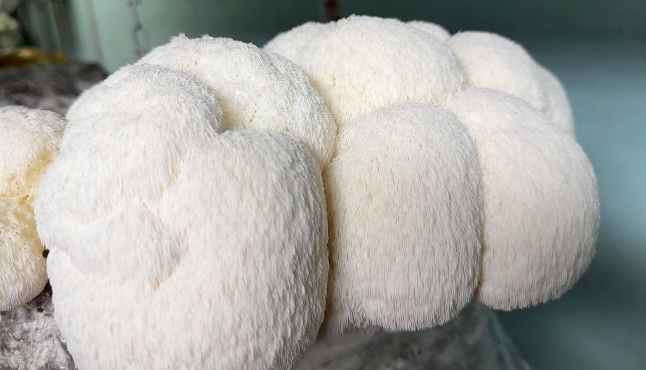 Appalachian Wild Lion's Mane Liquid Culture - Hericium erinaceus LC Syringe
