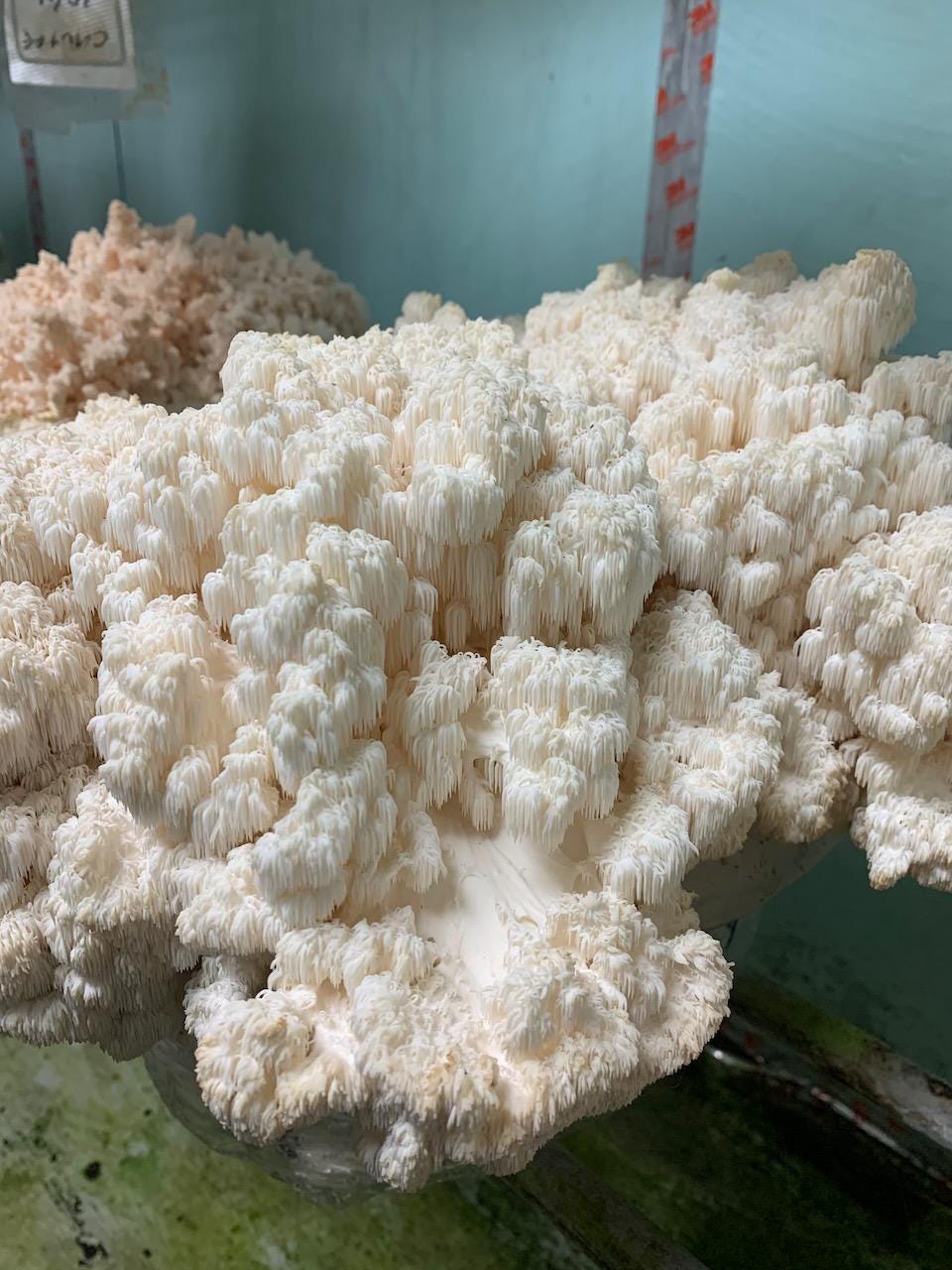Comb Tooth Liquid Culture Syringe | Hericium americanum | Wild Appalachian Farm Tested Log Strain