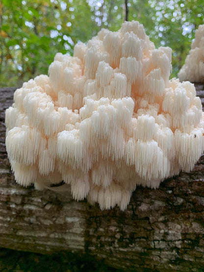 Comb Tooth Liquid Culture Syringe | Hericium americanum | Wild Appalachian Farm Tested Log Strain