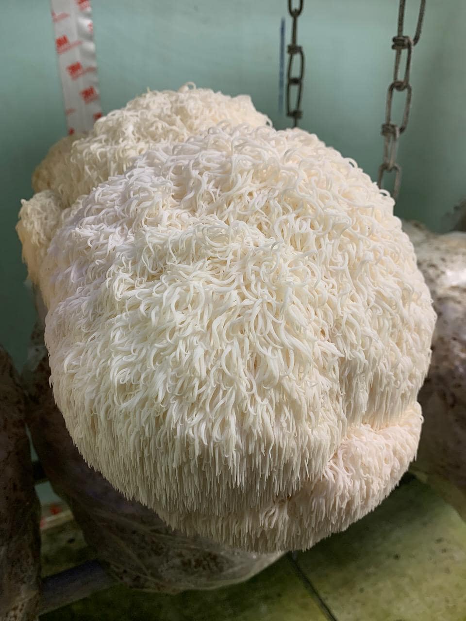 Appalachian Lion's Mane “Super Tooth” Liquid Culture – Farm Tested Hericium erinaceus