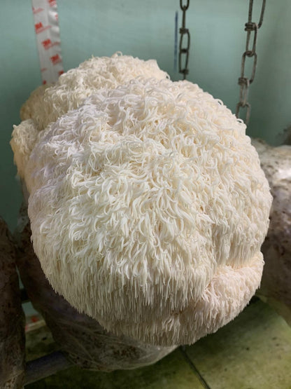 Appalachian Lion's Mane “Super Tooth” Liquid Culture – Farm Tested Hericium erinaceus