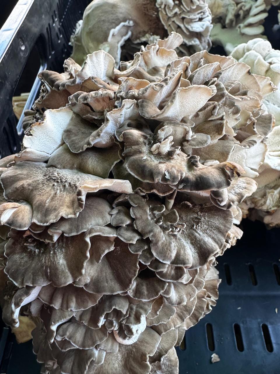 Medicinal Mushroom Extract Powder: Lions Mane, Shiitake, Oyster, Maitake