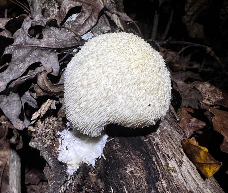 Appalachian Wild Lion's Mane Liquid Culture - Hericium erinaceus LC Syringe