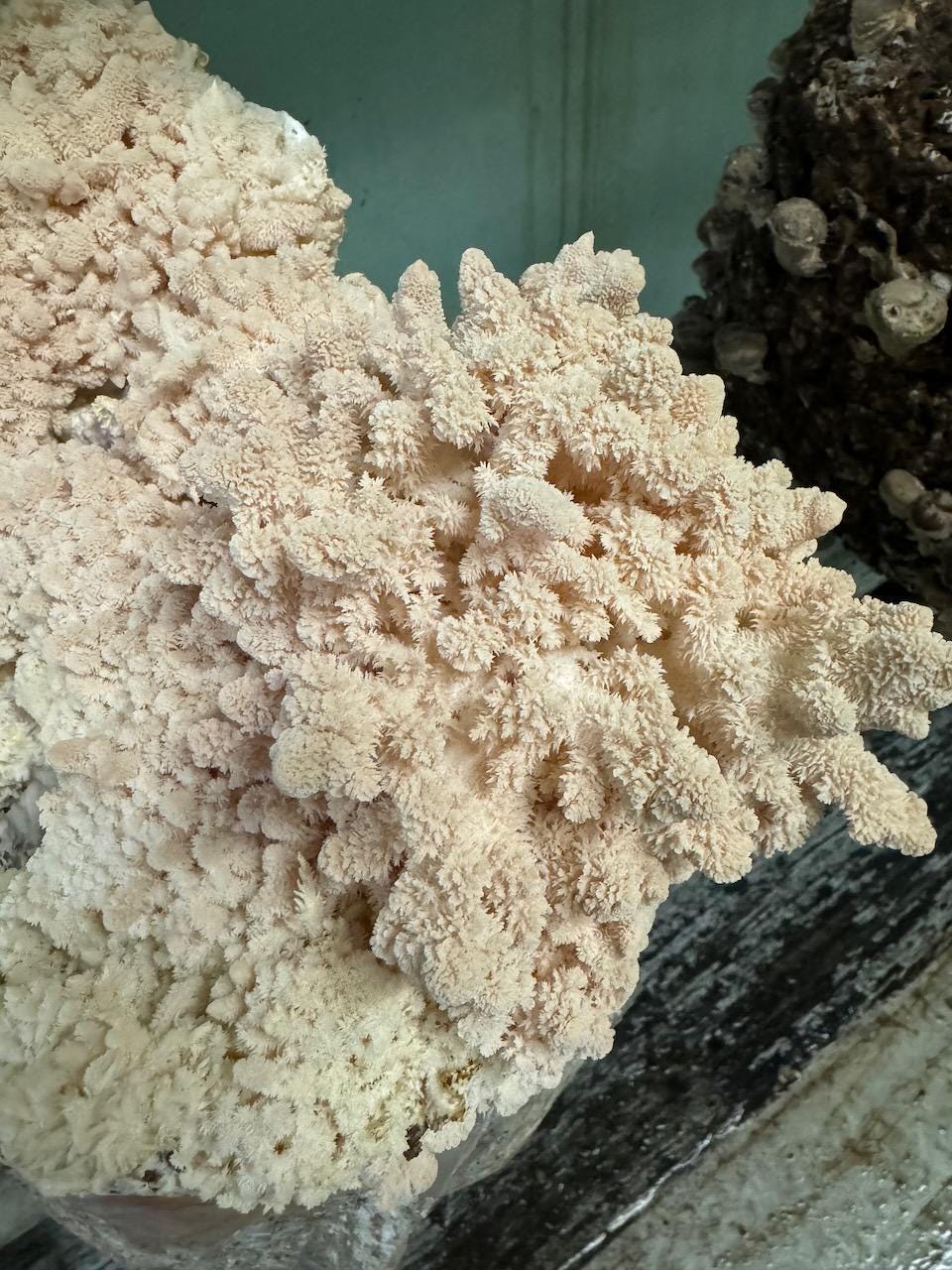 Comb Tooth Liquid Culture Syringe | Hericium americanum | Wild Appalachian Farm Tested Log Strain