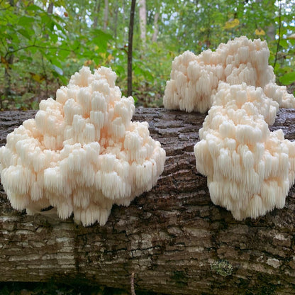 Comb Tooth Liquid Culture Syringe | Hericium americanum | Wild Appalachian Farm Tested Log Strain