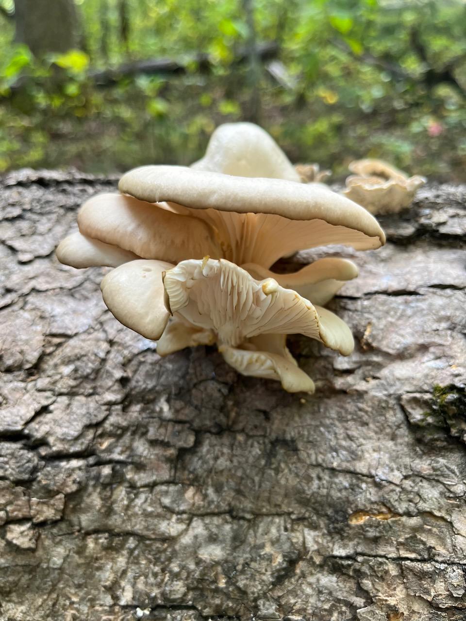Appalachian Blue Oyster Mushroom Liquid Culture Syringe: Ready to Grow