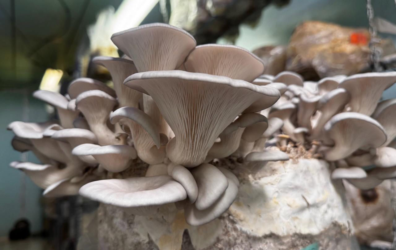 Appalachian Blue Oyster Mushroom Liquid Culture Syringe: Ready to Grow