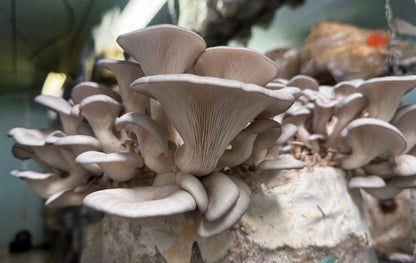 Appalachian Blue Oyster Mushroom Liquid Culture Syringe: Ready to Grow