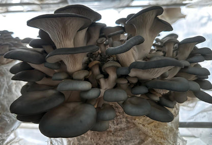 Appalachian Blue Oyster Mushroom Liquid Culture Syringe: Ready to Grow