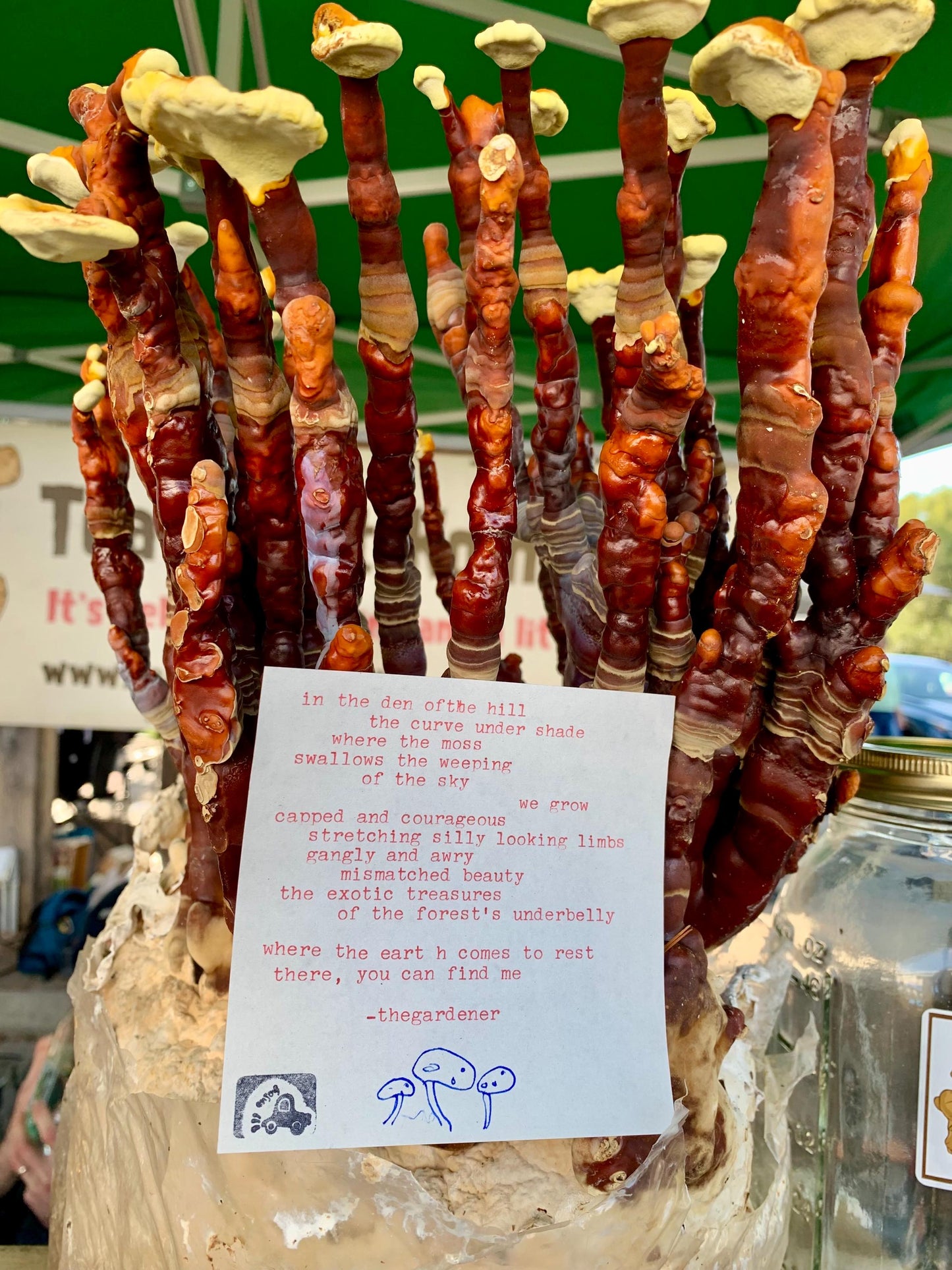 Dried Reishi Antlers and conks: Bulk Gourmet Mushrooms, USA Grown Ganoderma Lingzhi