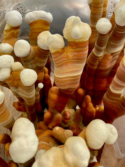 Pre-Extracted Reishi Antlers: Appalachian Grown, Bulk Wholesale