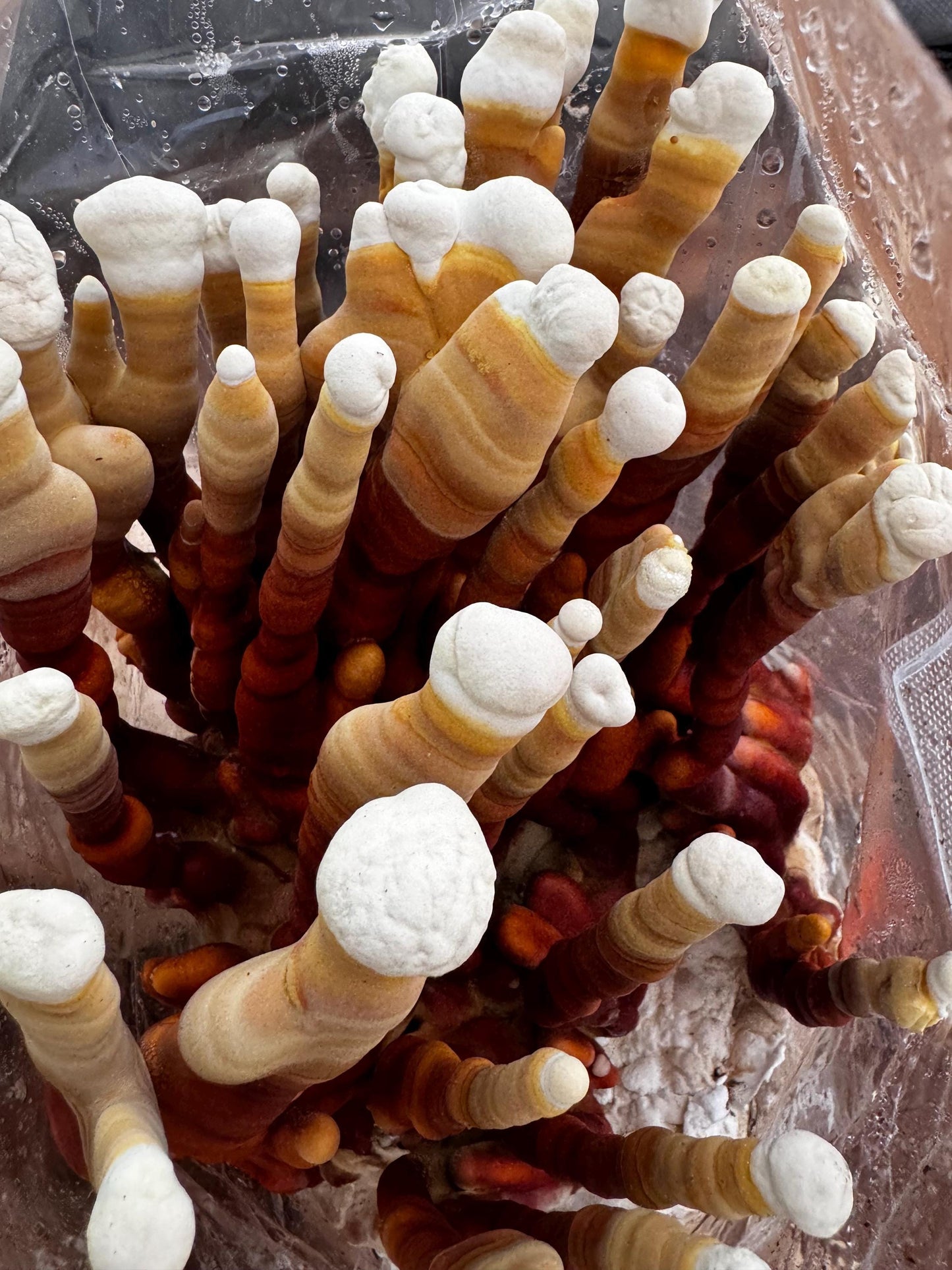 Dried Reishi Antlers: Bulk Gourmet Mushrooms, USA Grown