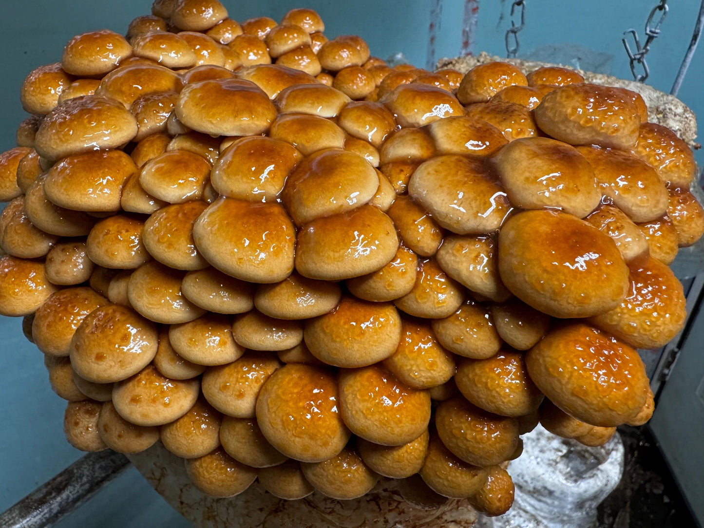 Umami Gold Dried Gourmet Mushrooms: USA Grown Appalachian Blend