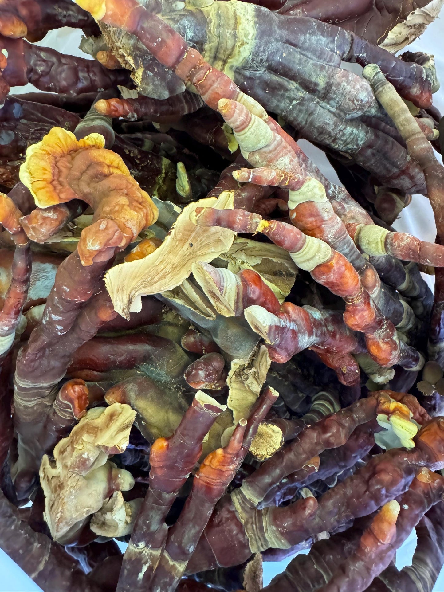 Pre-Extracted Reishi Antlers: Appalachian Grown, Bulk Wholesale
