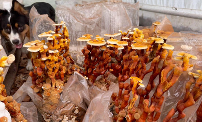 Dried Reishi Antlers and conks: Bulk Gourmet Mushrooms, USA Grown Ganoderma Lingzhi