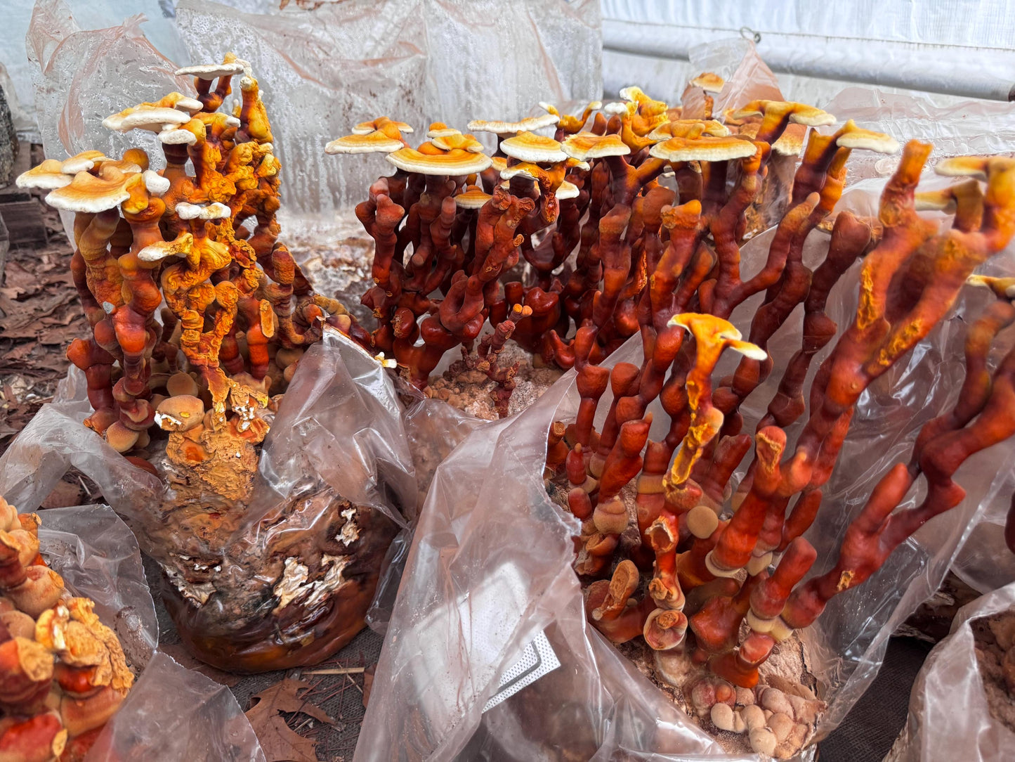 Dried Reishi Antlers and conks: Bulk Gourmet Mushrooms, USA Grown Ganoderma Lingzhi