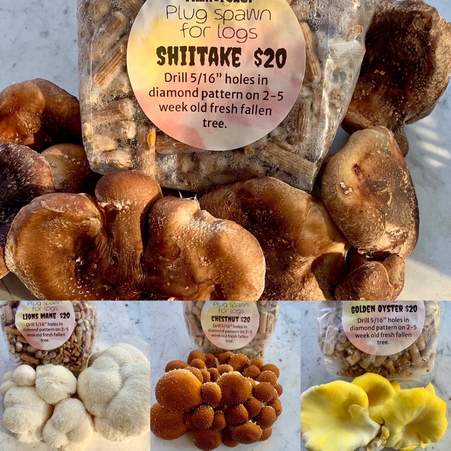 Chestnut Mushroom Log Spawn | Pholiota adiposa | Farm Tested Heavy Yield Strain
