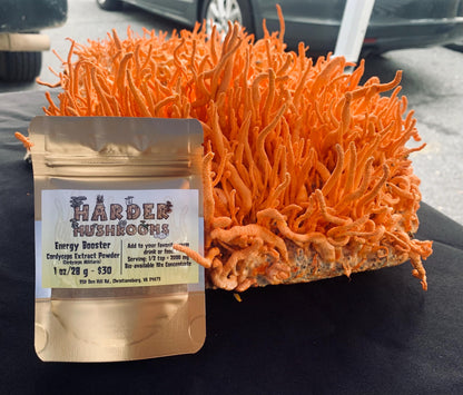 Cordyceps militaris 10X Extract powder/ Whole Fruiting Body/ No fillers /Appalachian Grown