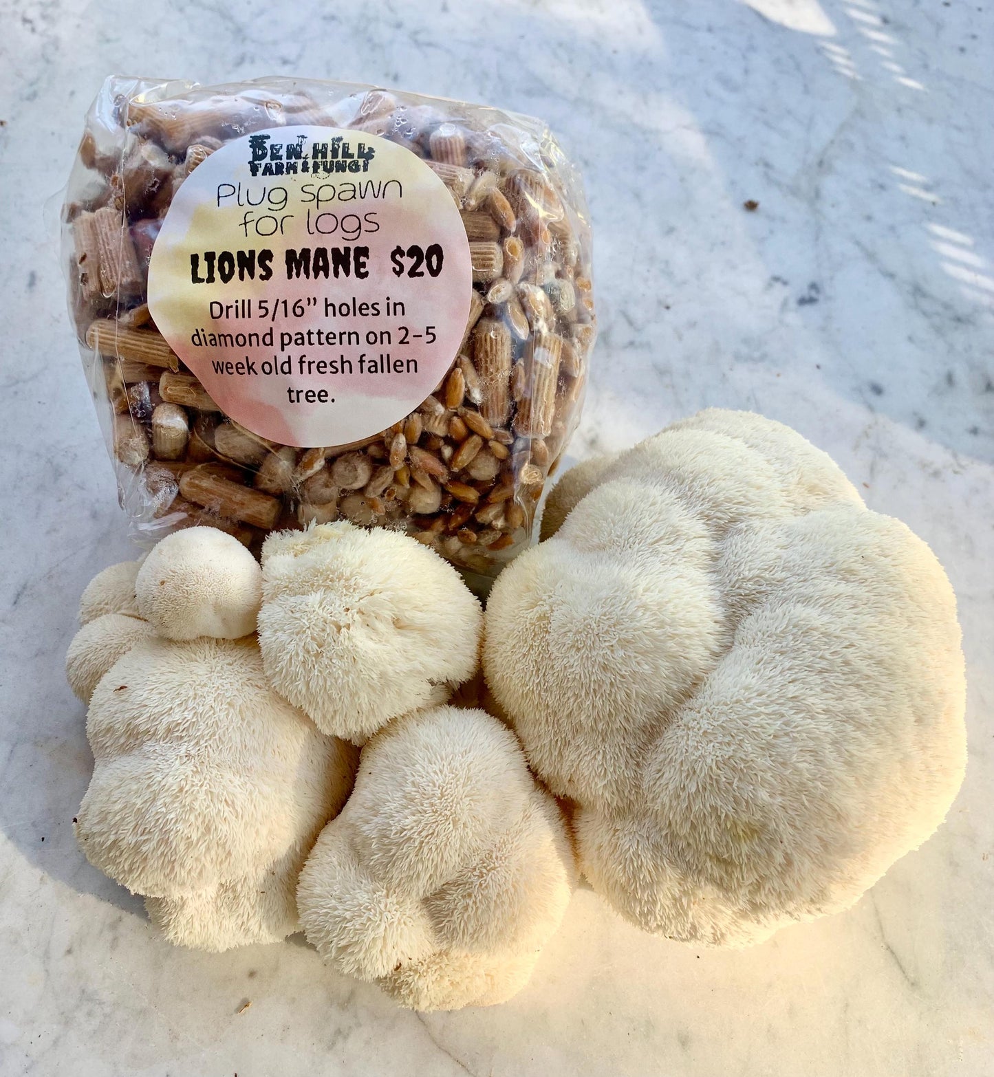 Combs Tooth Fungus Spawn: Wild Appalachian Hericium americanum. #1 lion’s type for Log Production