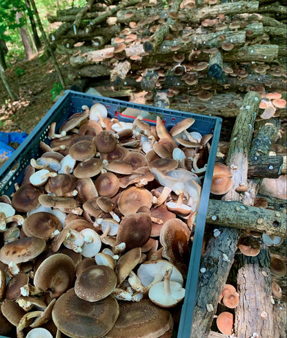 Shiitake Plug Spawn: #1 Log Producer, Fast Yielding