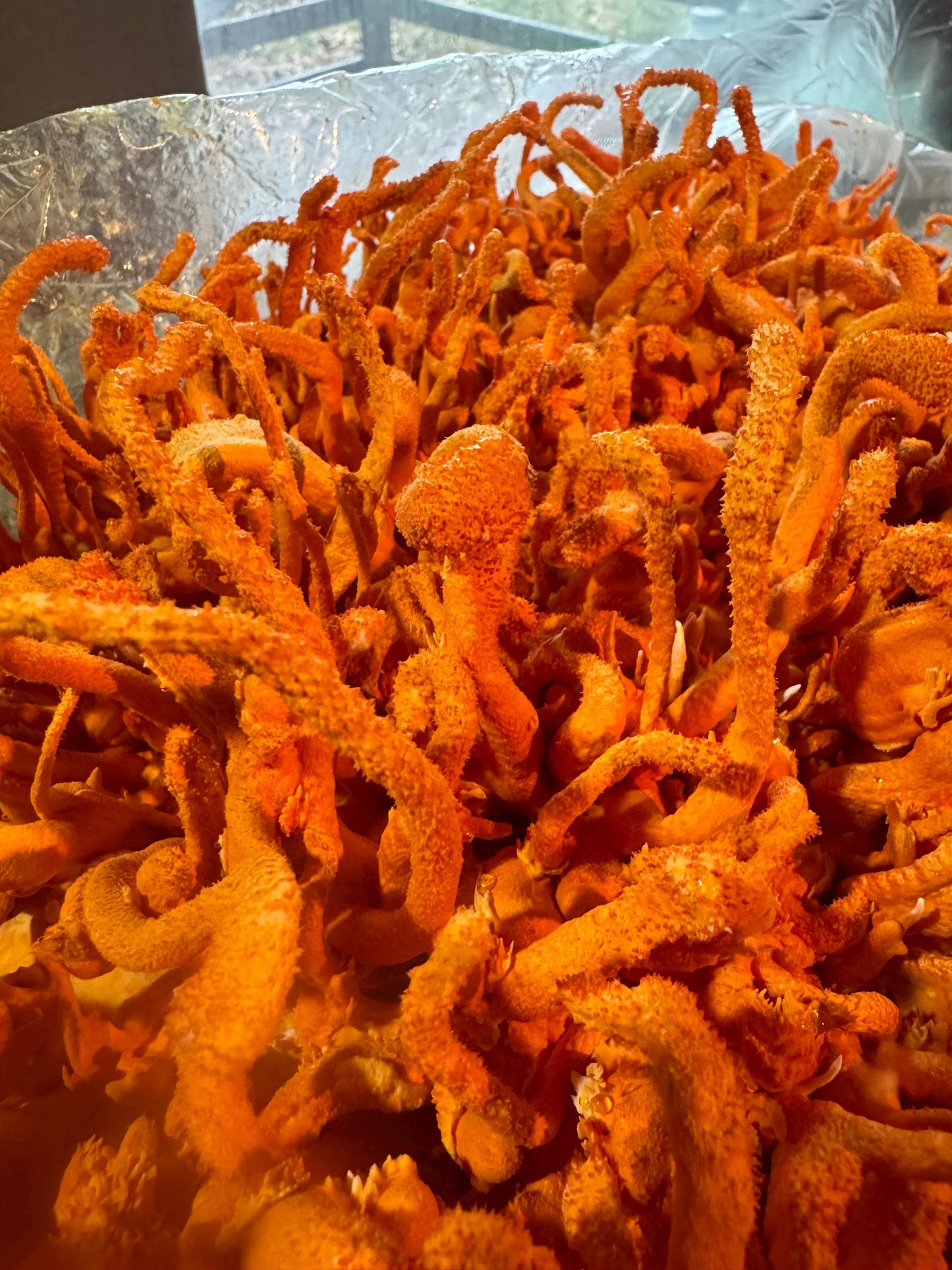 4 Mushroom Blend Powder: Lion's Mane, Cordyceps, Reishi, Turkey Tail