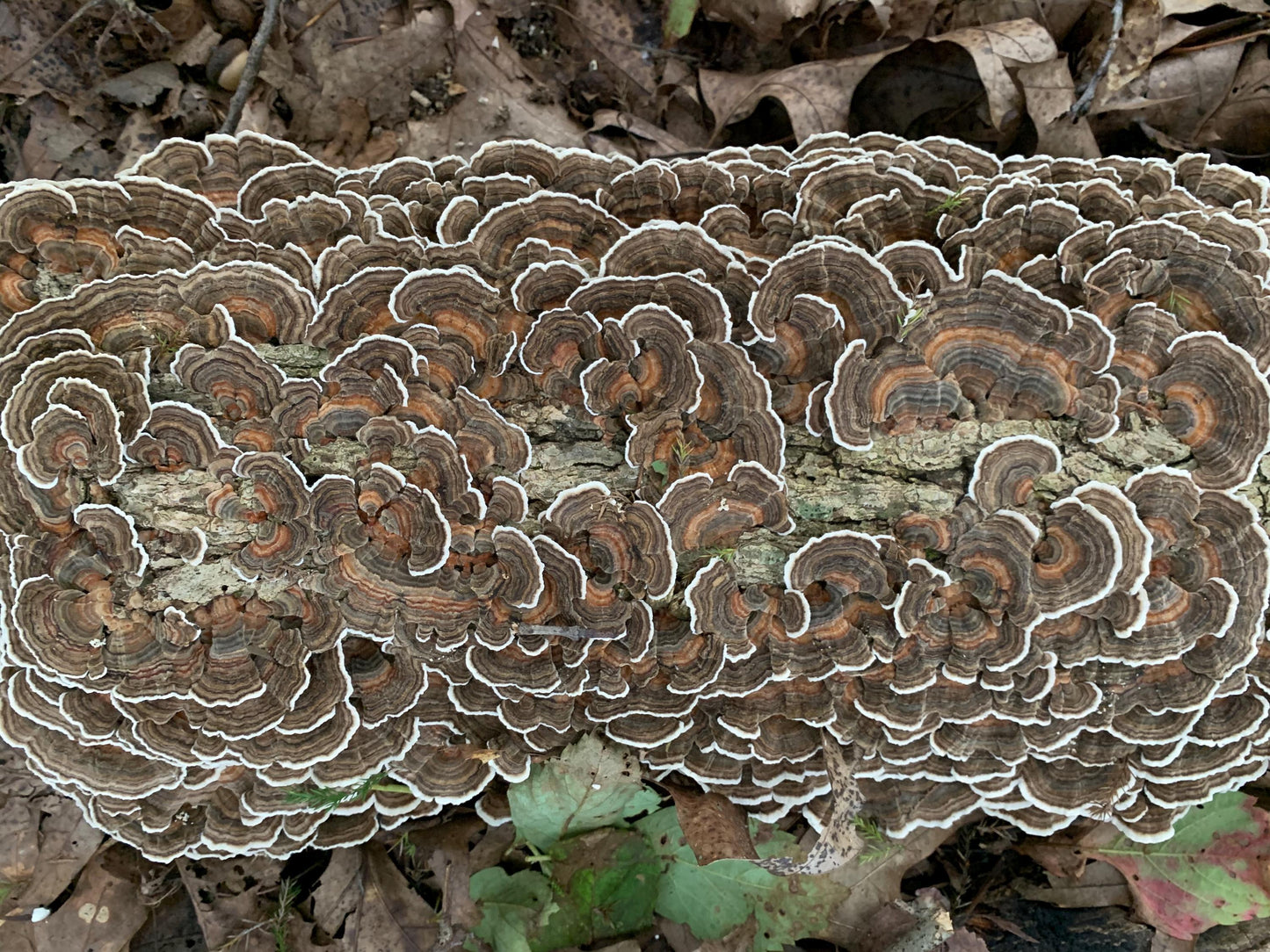 Immune Synergy 4:1 Functional Mushroom Extract - Reishi, Turkey Tail, Maitake (Hen-of-the-woods) and Shiitake
