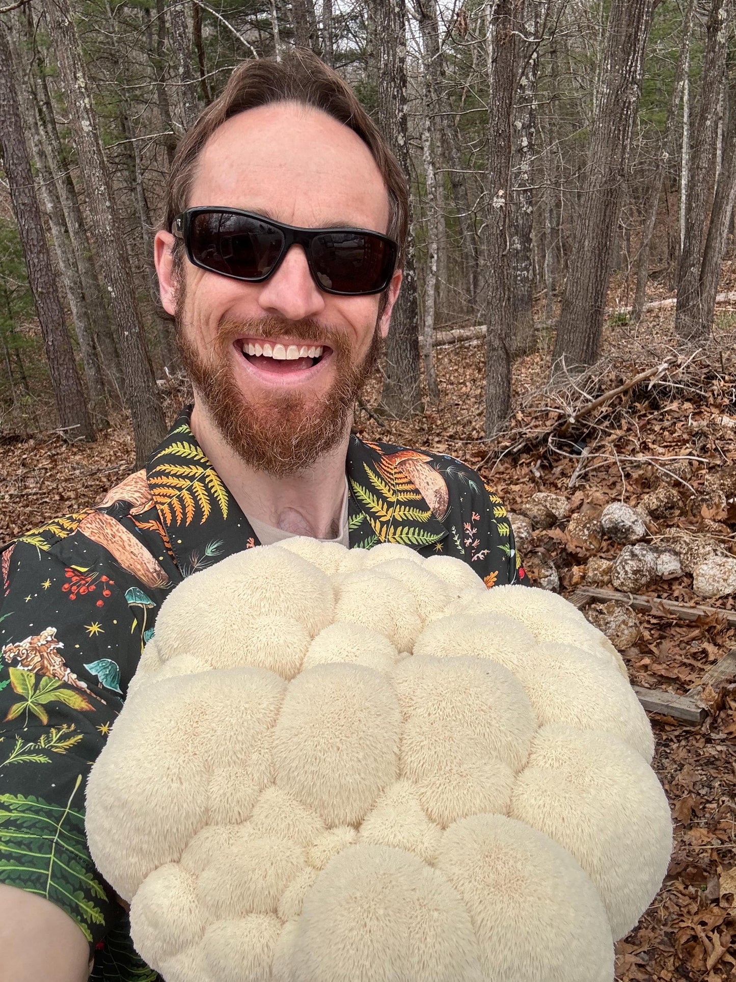 Lion's Mane Mushroom XL Fruiting Block: Appalachian Wild Culture, Ready to Fruit 11lb