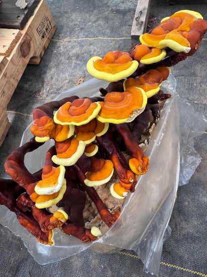 Dried Reishi Antlers and conks: Bulk Gourmet Mushrooms, USA Grown Ganoderma Lingzhi
